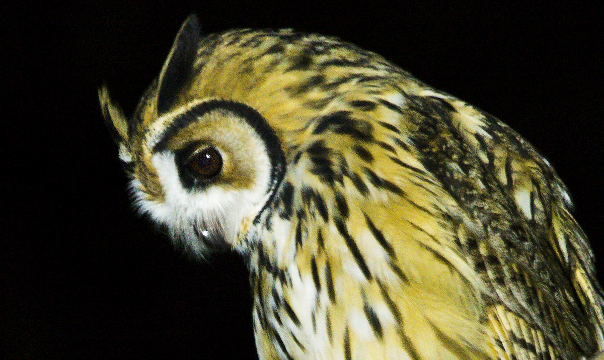 Striped Owl - Williams Daniel Nuñez