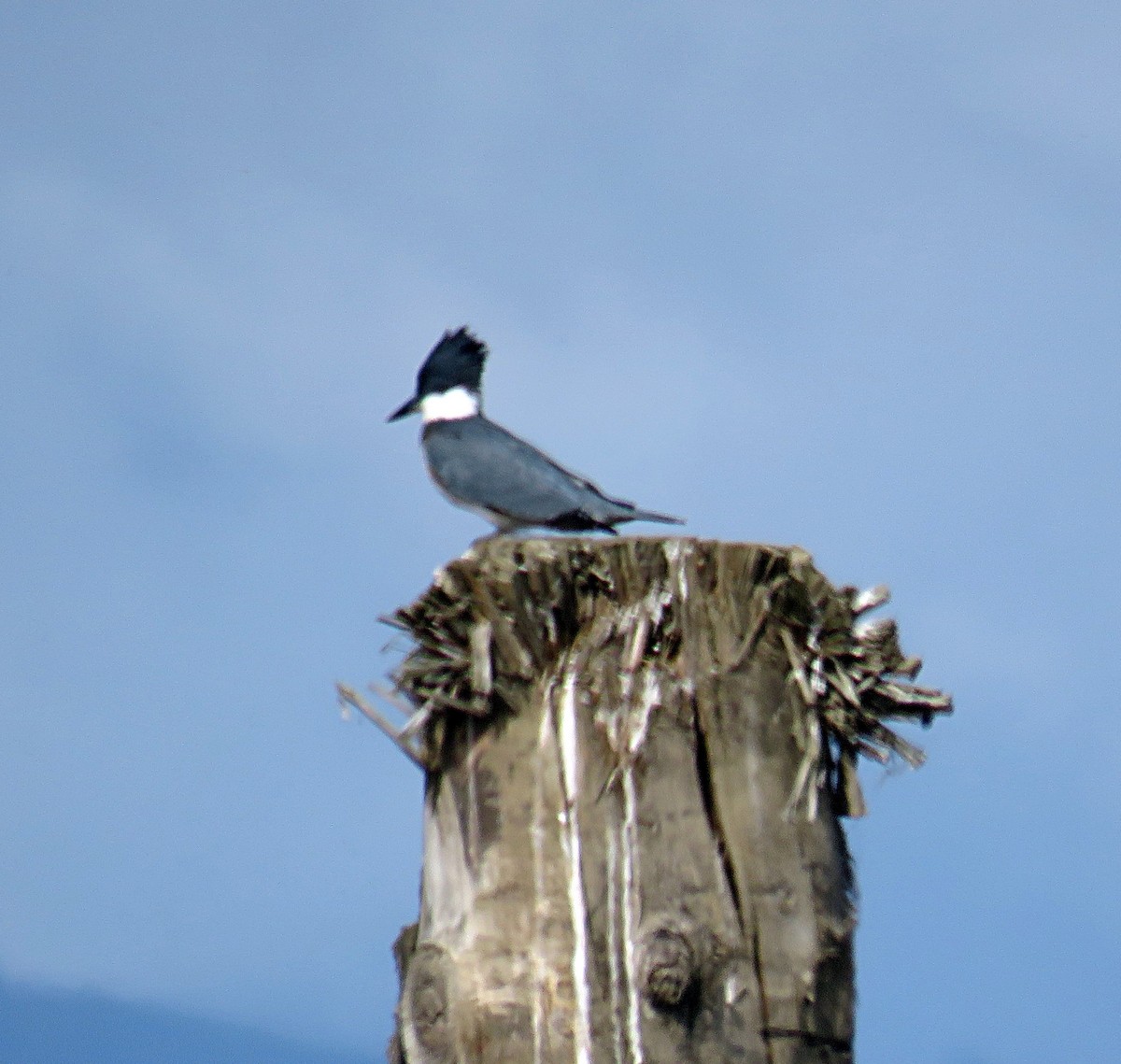 Belted Kingfisher - ML31915461
