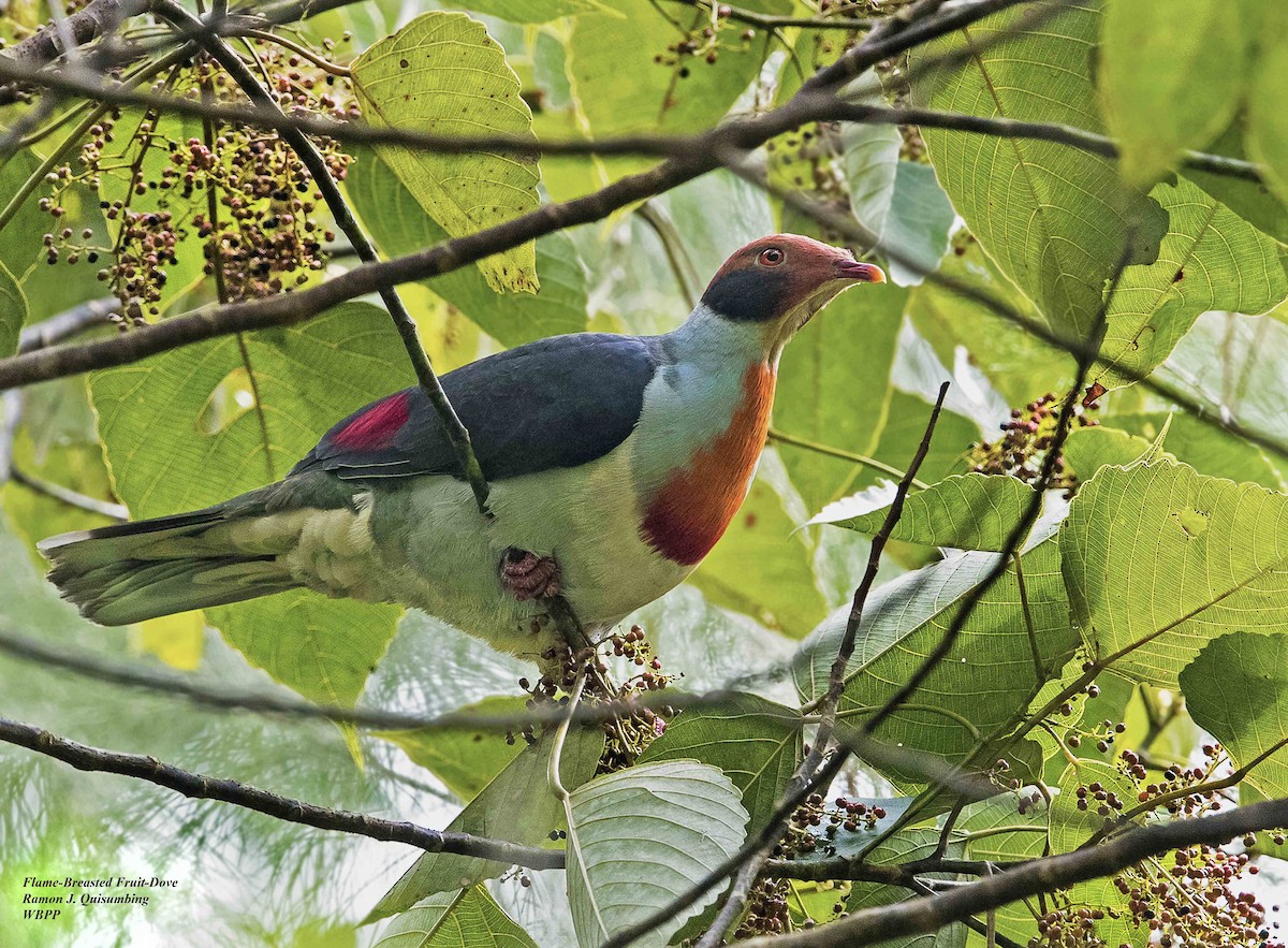 Flame-breasted Fruit-Dove - ML319154821