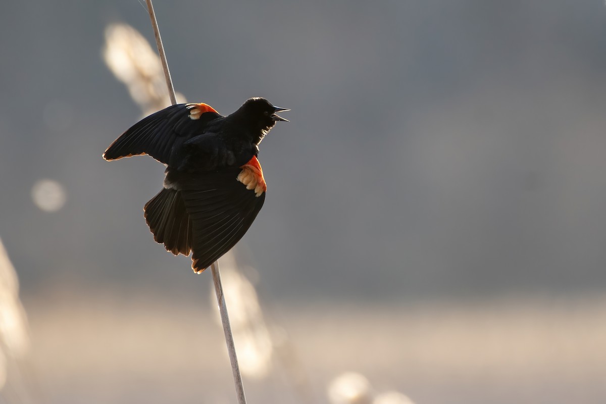 Red-winged Blackbird - ML319155171
