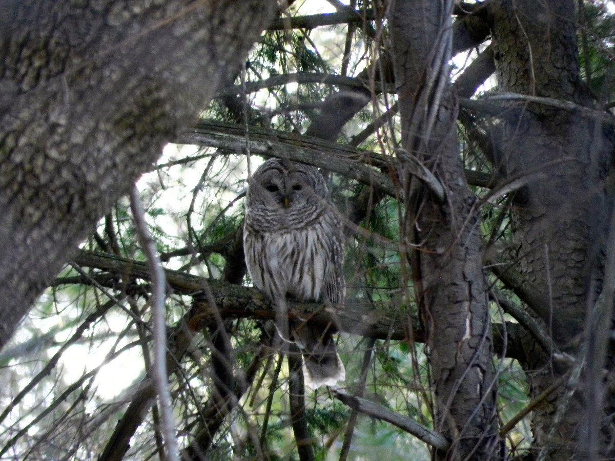 Barred Owl - ML319155321