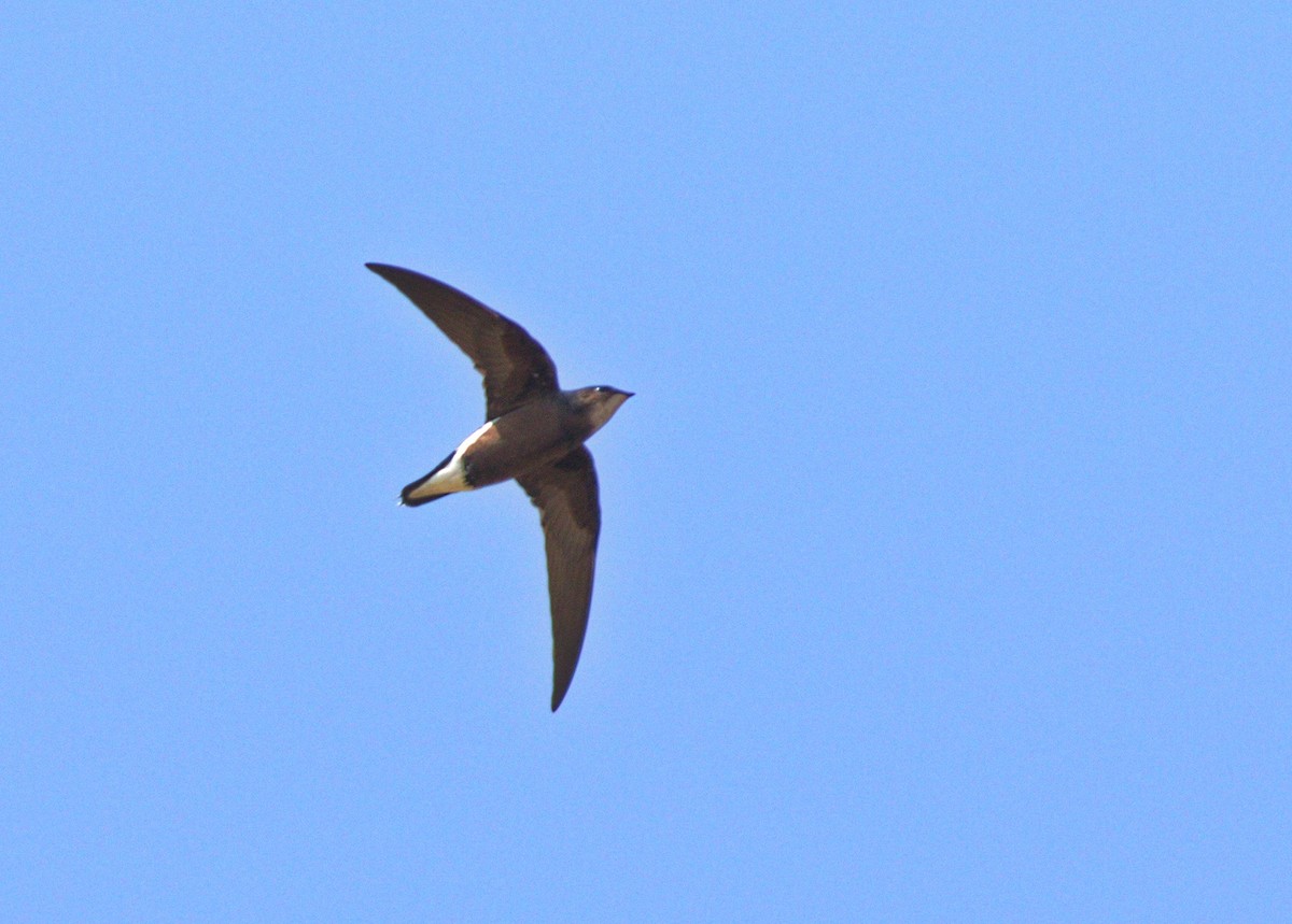 Silver-backed Needletail - Andrew Pierce