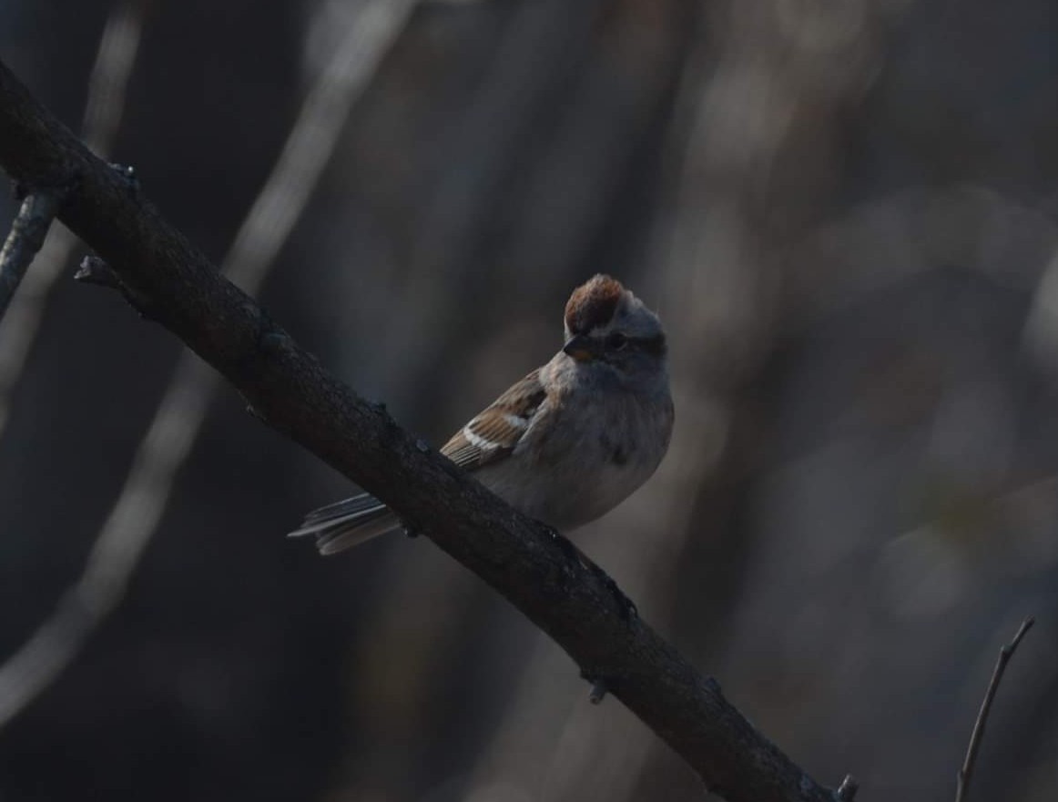 American Tree Sparrow - ML319162371