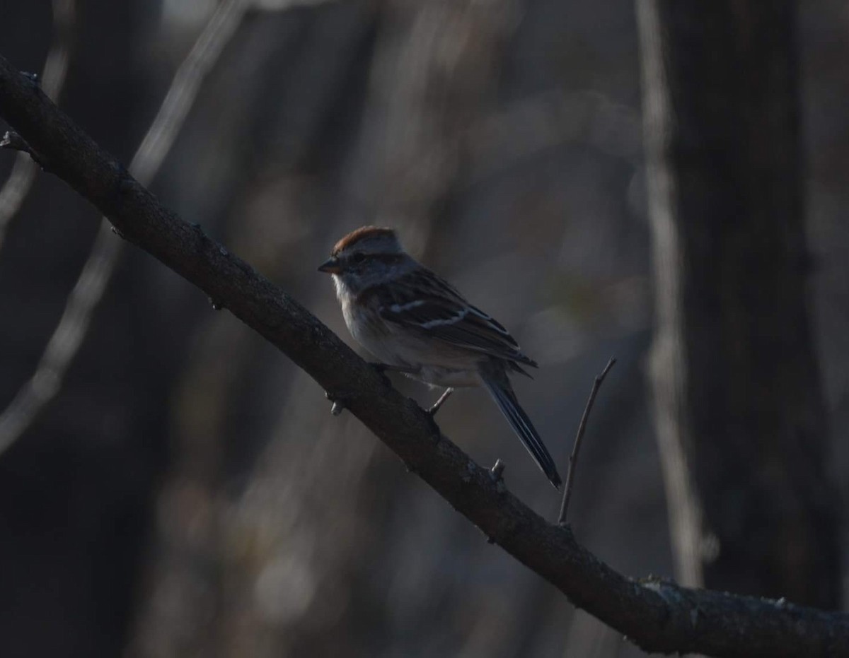American Tree Sparrow - ML319162421