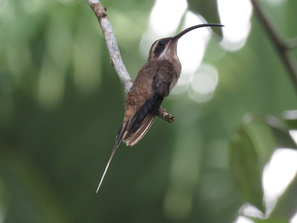 Длинноклювый колибри-отшельник - ML31916791