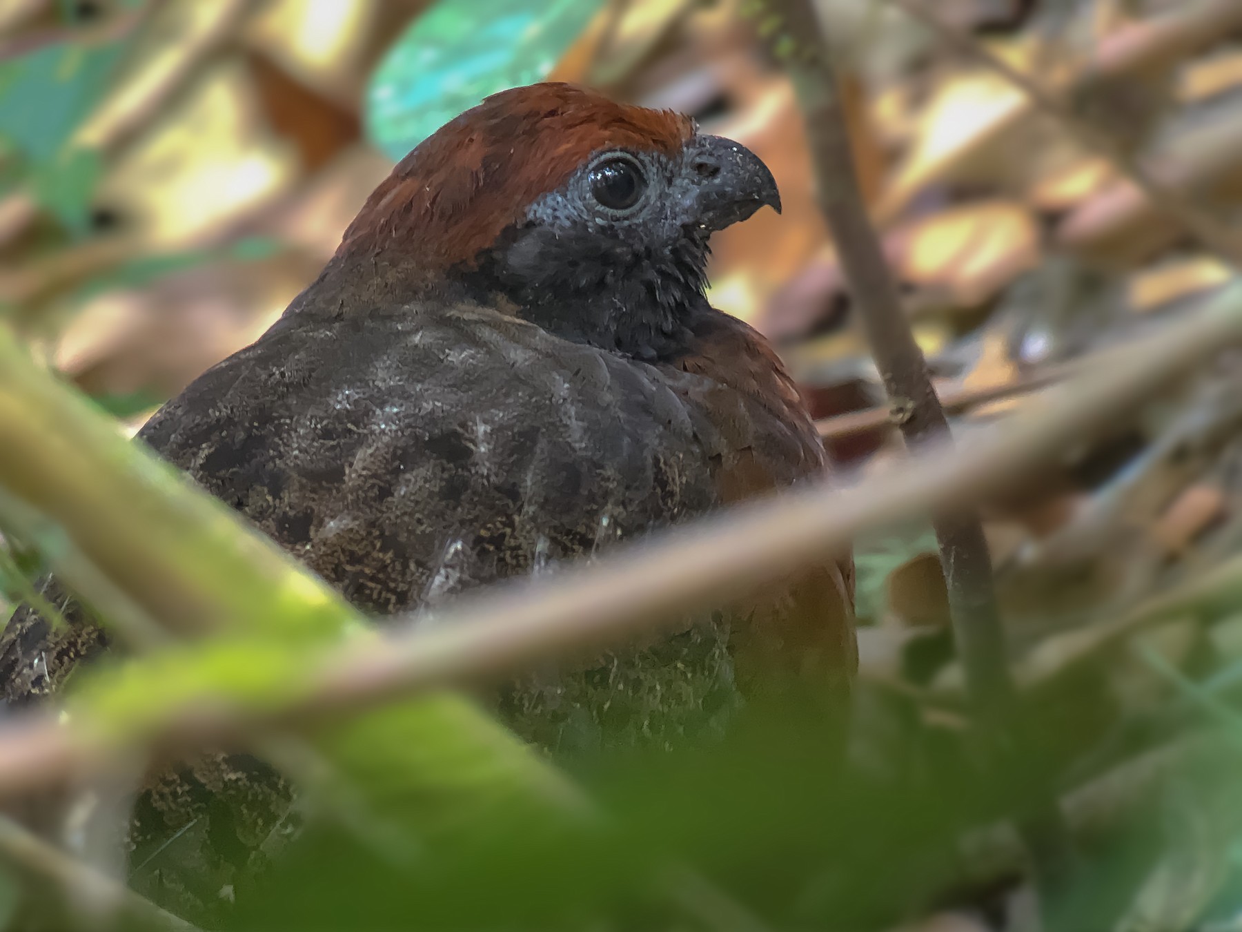 Blackeared WoodQuail eBird
