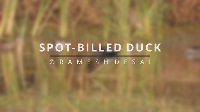 Indian Spot-billed Duck - ML319170391