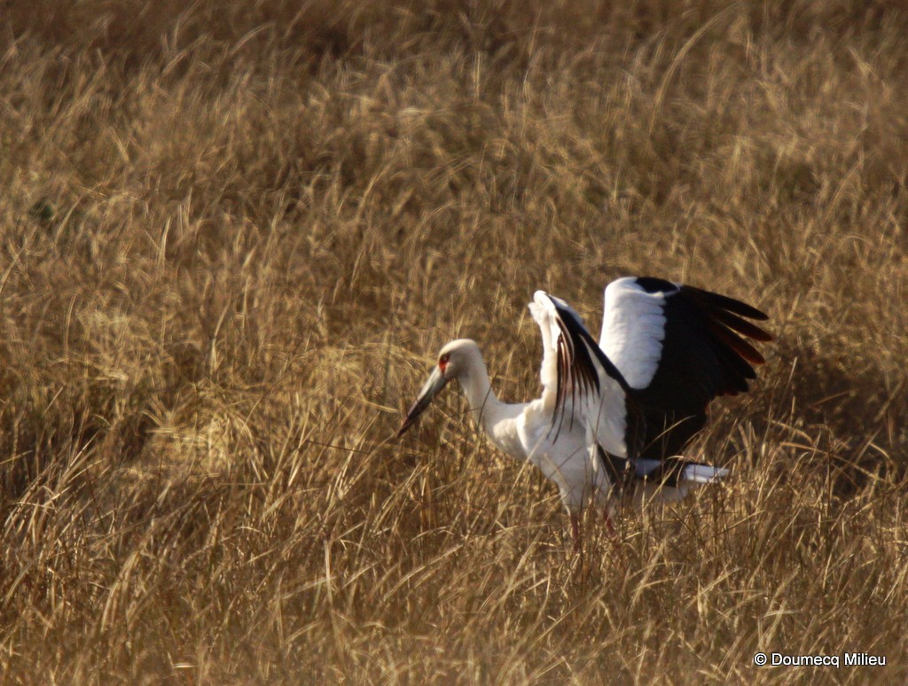 Maguari Stork - Ricardo  Doumecq Milieu