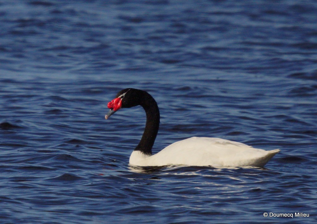 Black-necked Swan - ML31917121