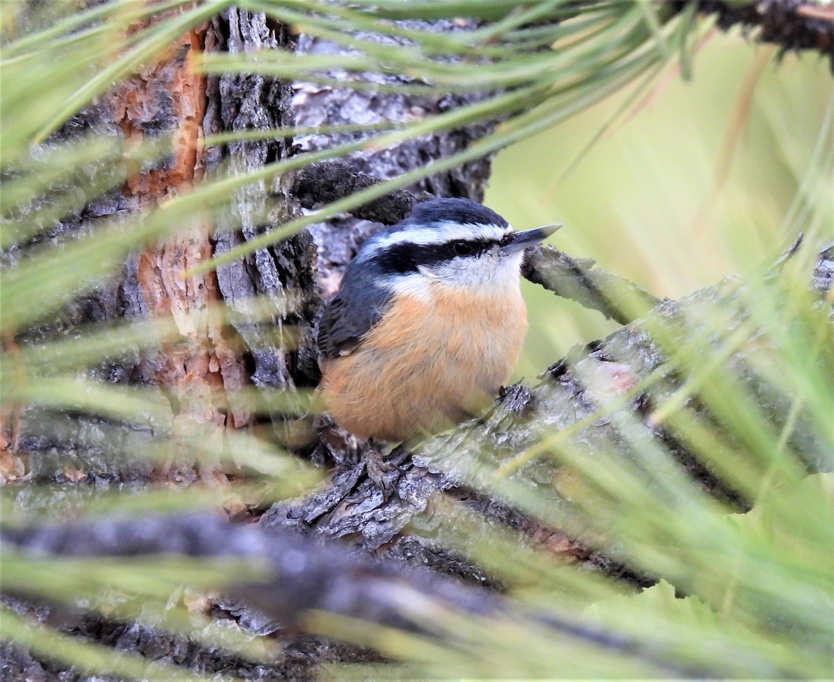 Red-breasted Nuthatch - ML319182351