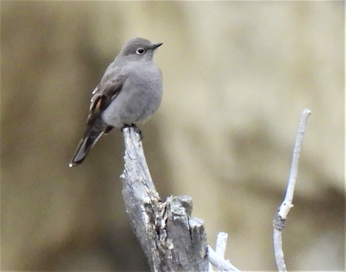 Townsend's Solitaire - ML319182371