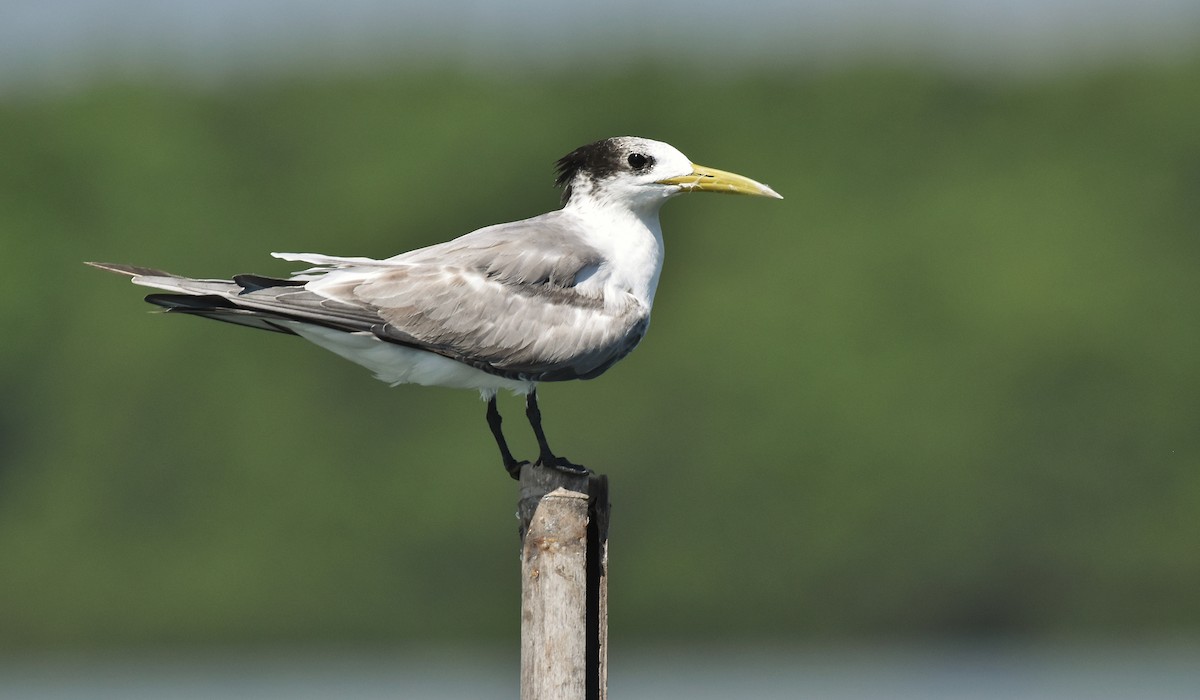 Great Crested Tern - ML319182681