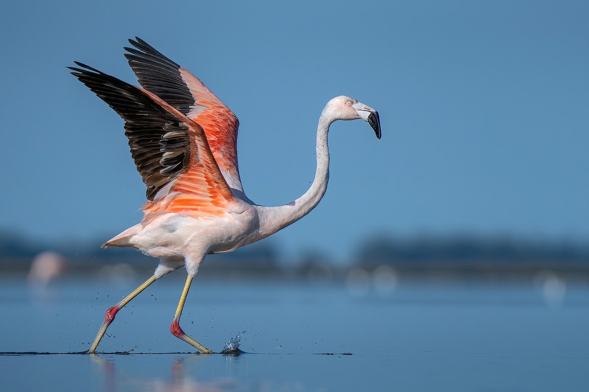 Şili Flamingosu - ML319188091