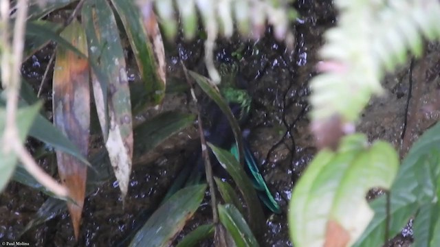 Long-tailed Sylph - ML319189231