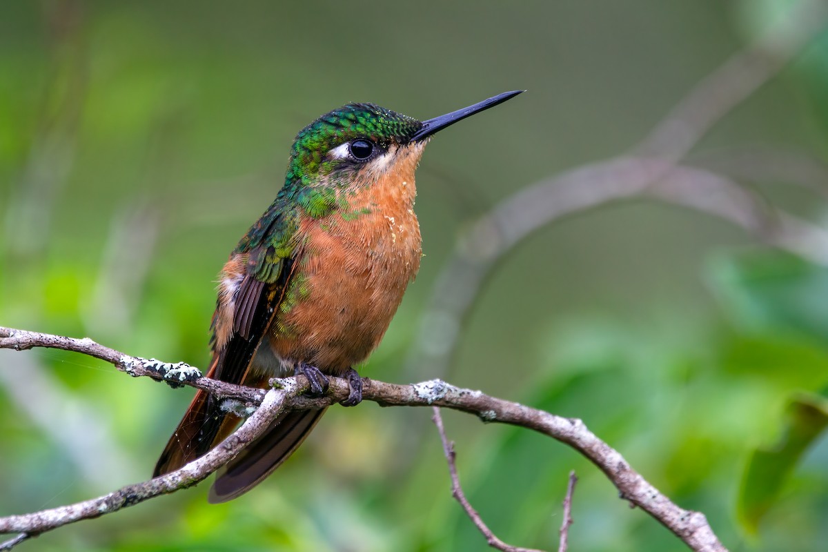 kolibřík brazilský - ML319189391