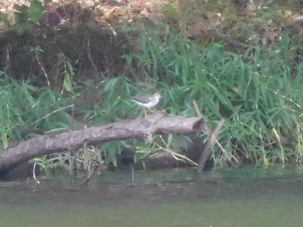 Spotted Sandpiper - Eric Cormier