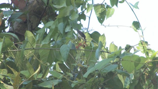 White-bellied Flowerpecker - ML319193881
