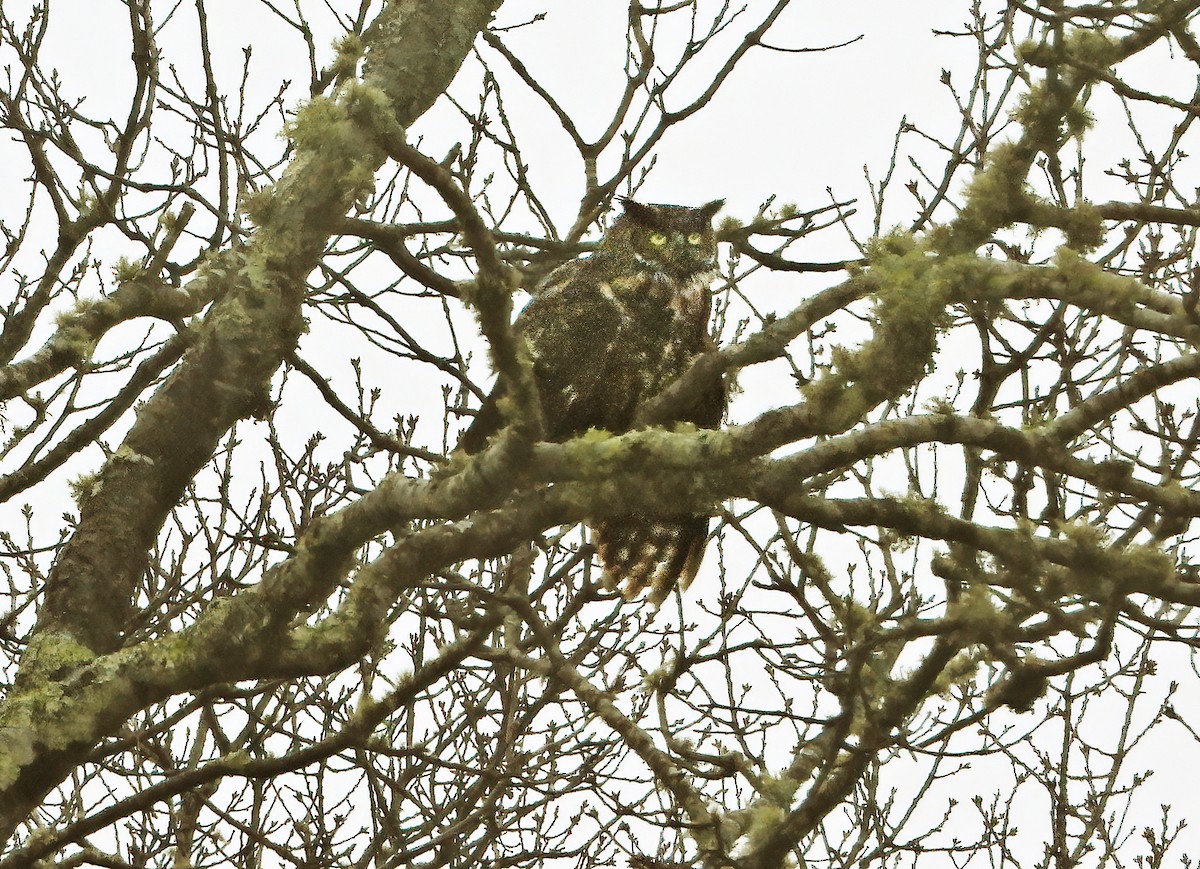 Great Horned Owl - ML319201241