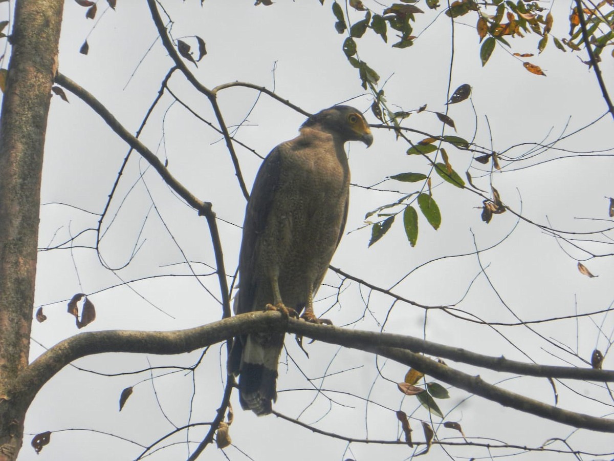 Crested Serpent-Eagle - ML319202851