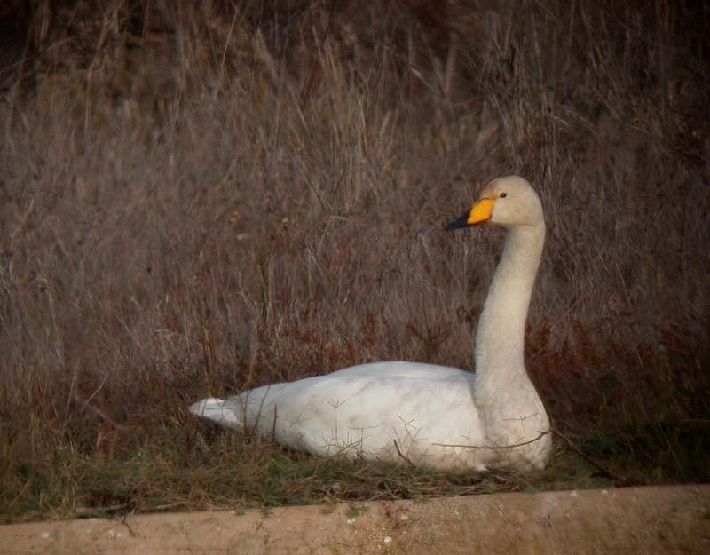 Whooper Swan - Georg Schreier Birdwatching Algarve