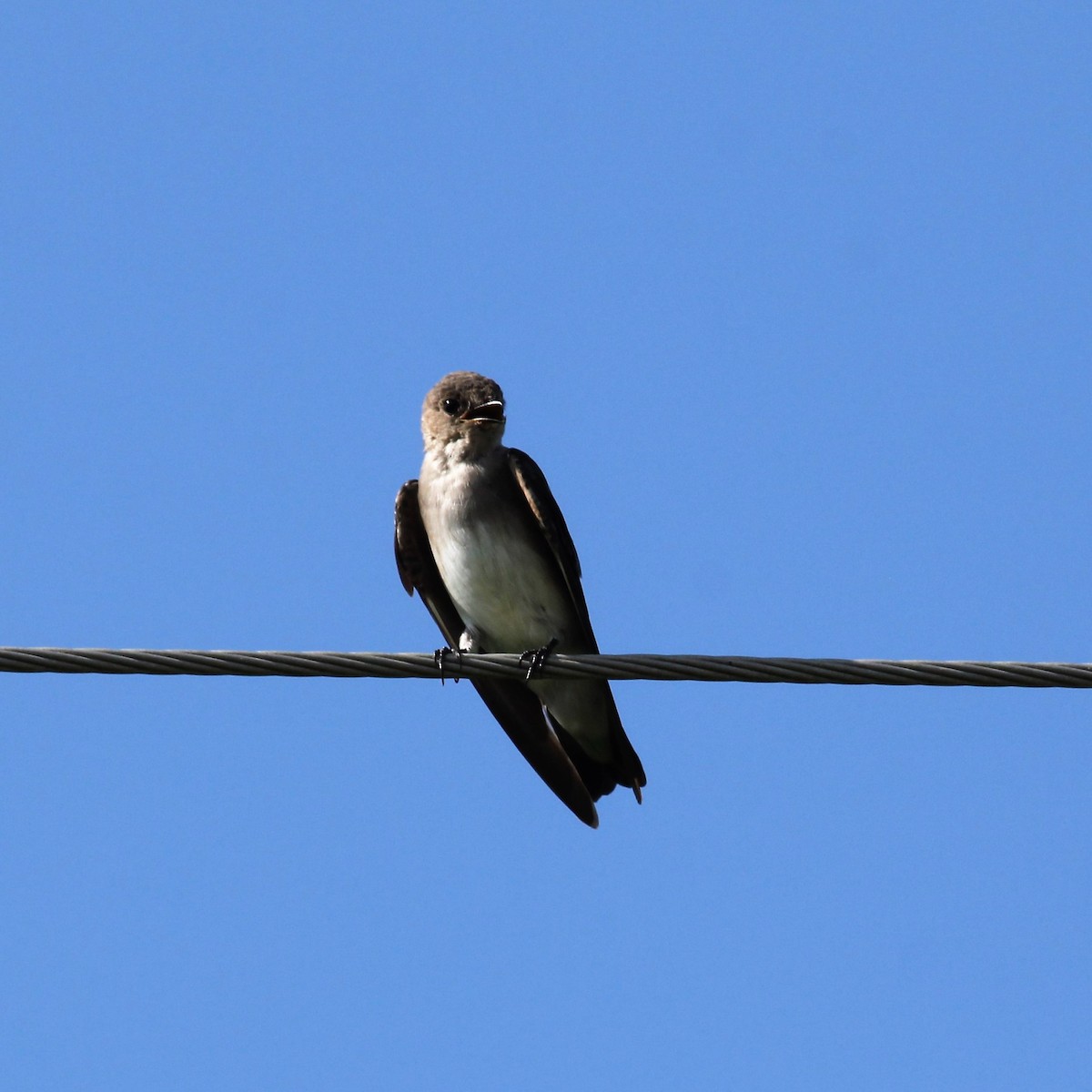Northern Rough-winged Swallow - ML31921461