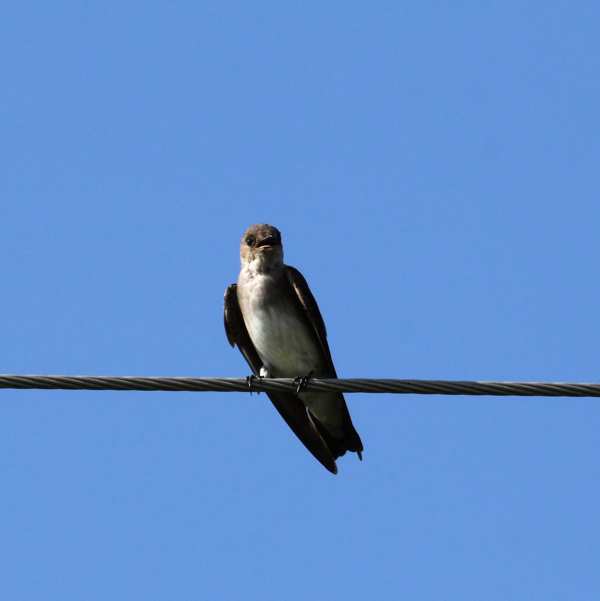 Northern Rough-winged Swallow - Ronald Goddard