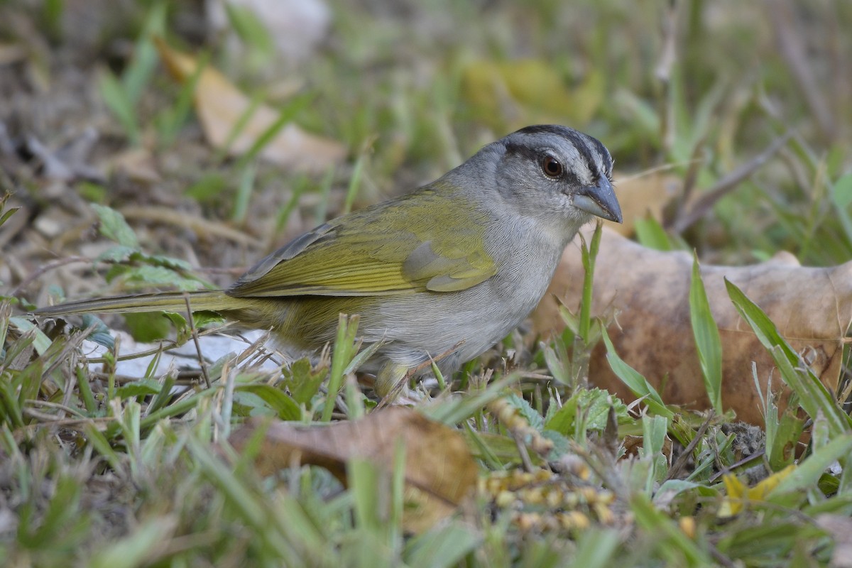 Green-backed Sparrow - ML319216911
