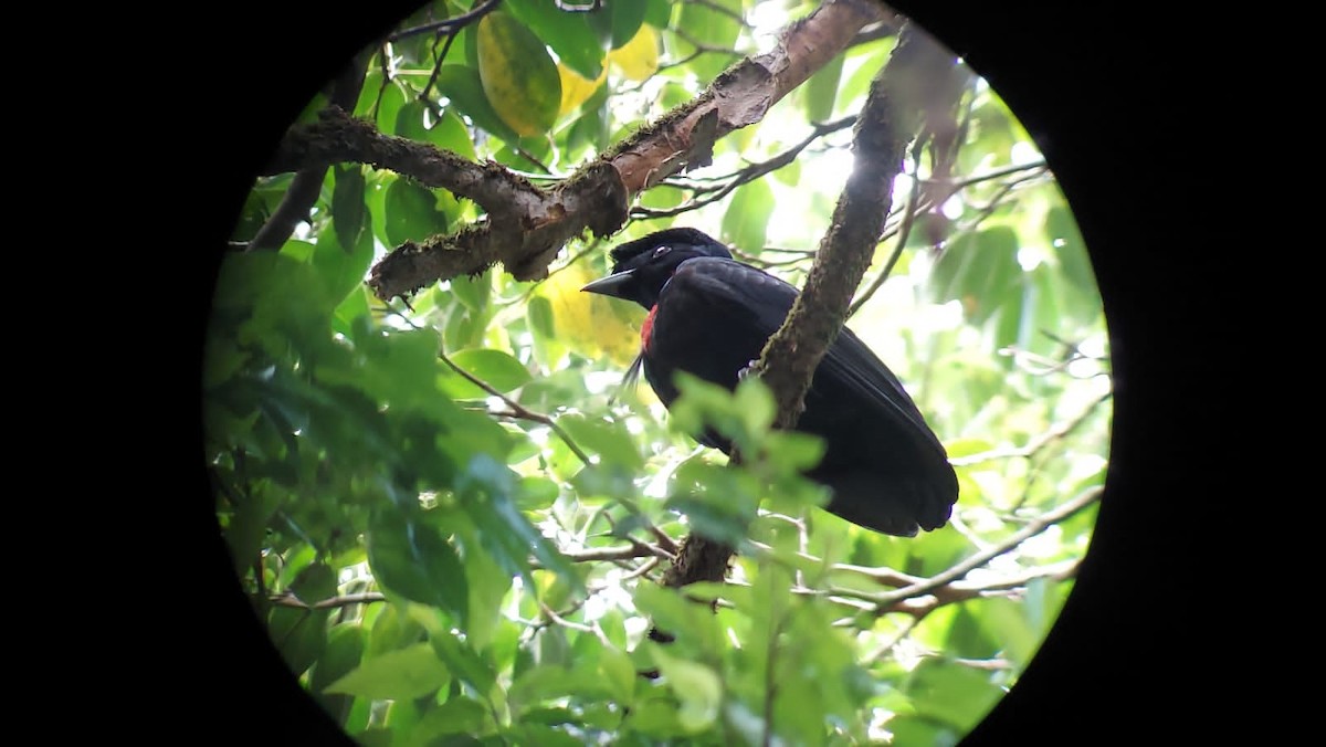 Bare-necked Umbrellabird - ML319219091