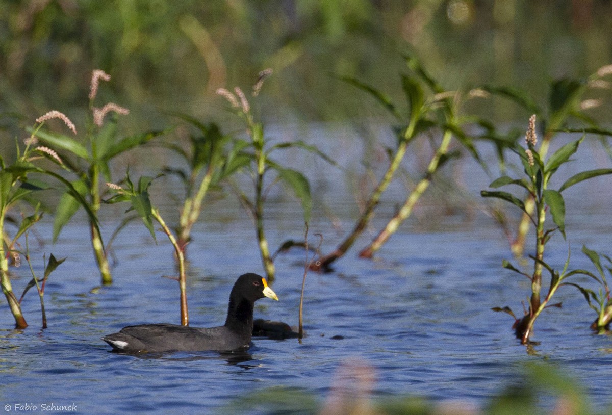 White-winged Coot - ML319230091