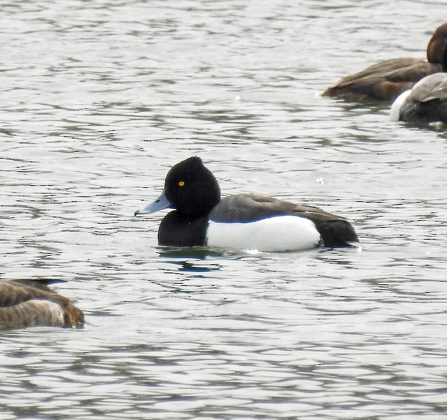 雑種 キンクロハジロ ｘ スズガモ Ebird