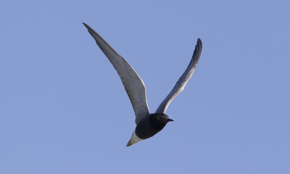 Black Tern - Brian Sullivan