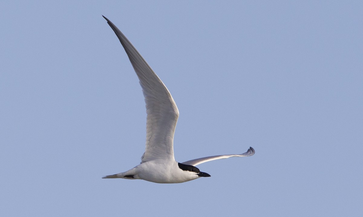 Gull-billed Tern - ML31923741