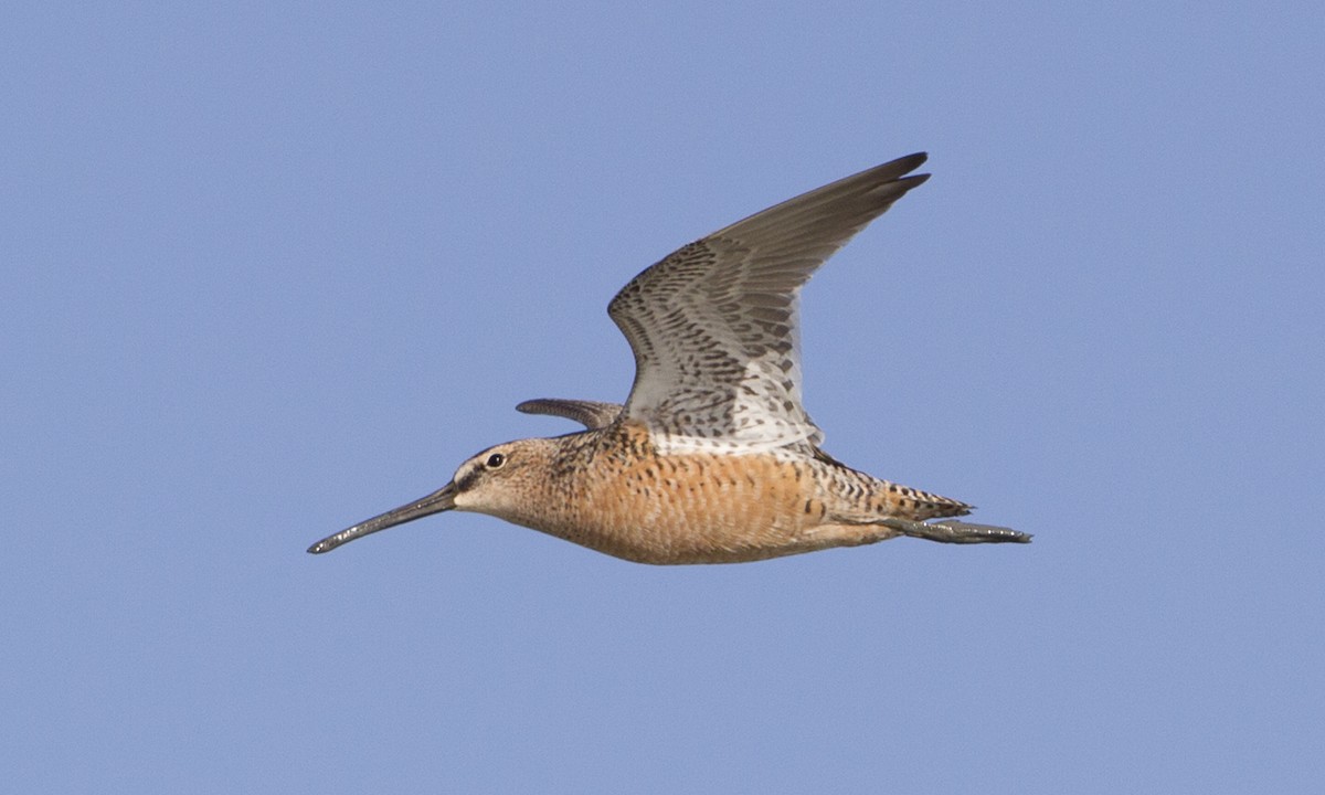 Long-billed Dowitcher - ML31923781