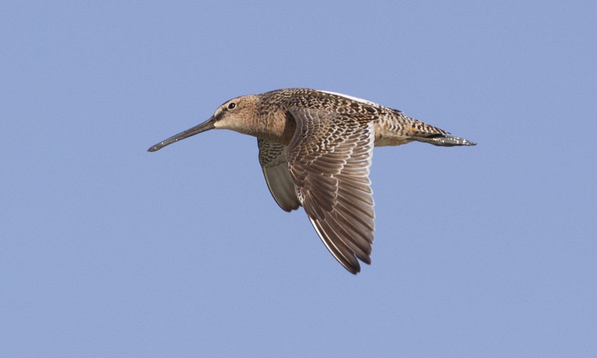 Long-billed Dowitcher - ML31923791