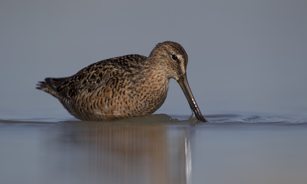 Long-billed Dowitcher - ML31923801