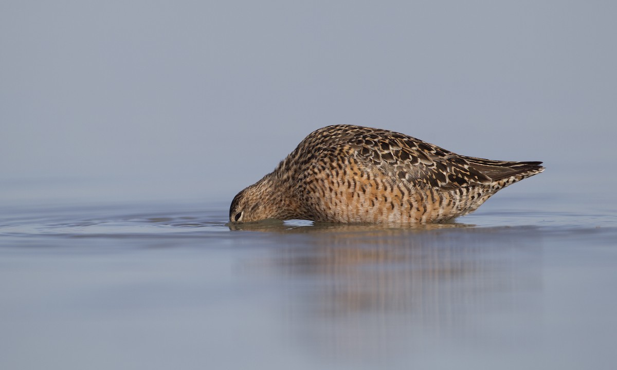 Long-billed Dowitcher - ML31923811