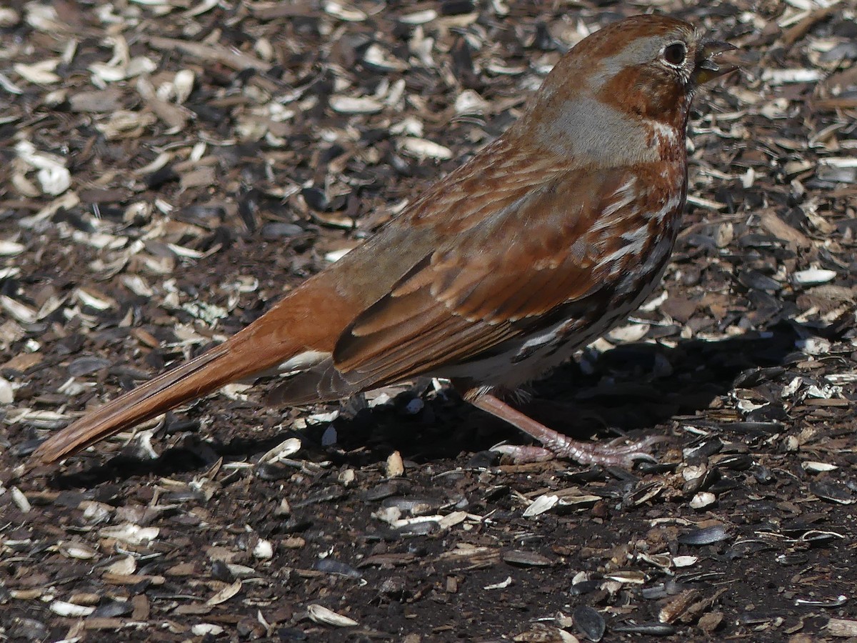 Fox Sparrow (Red) - ML319240581