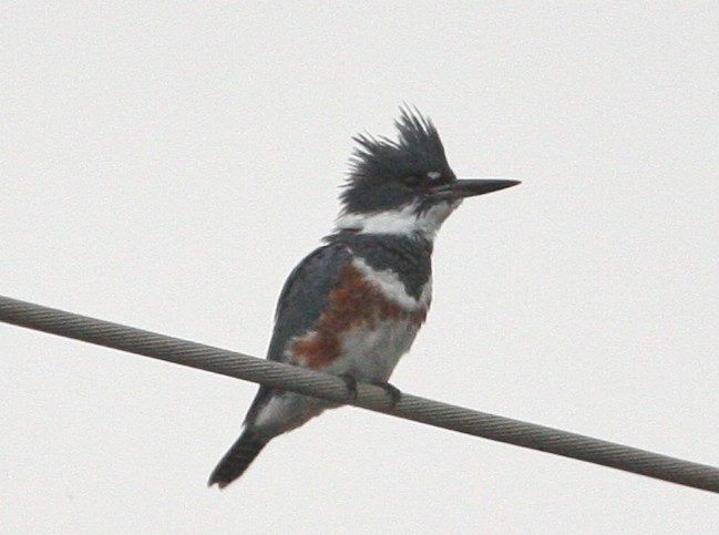Belted Kingfisher - ML31924141