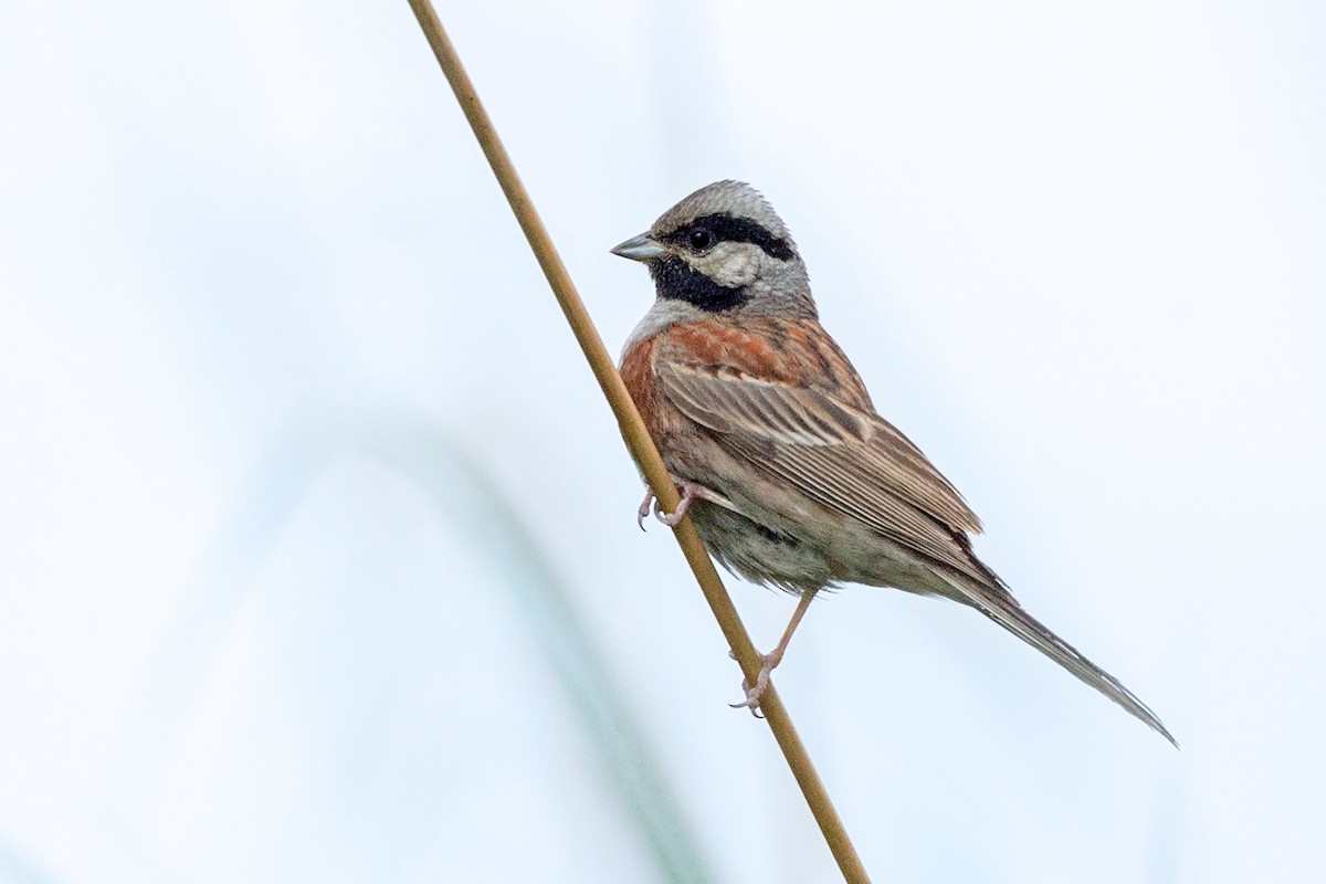 White-capped Bunting - ML319241431