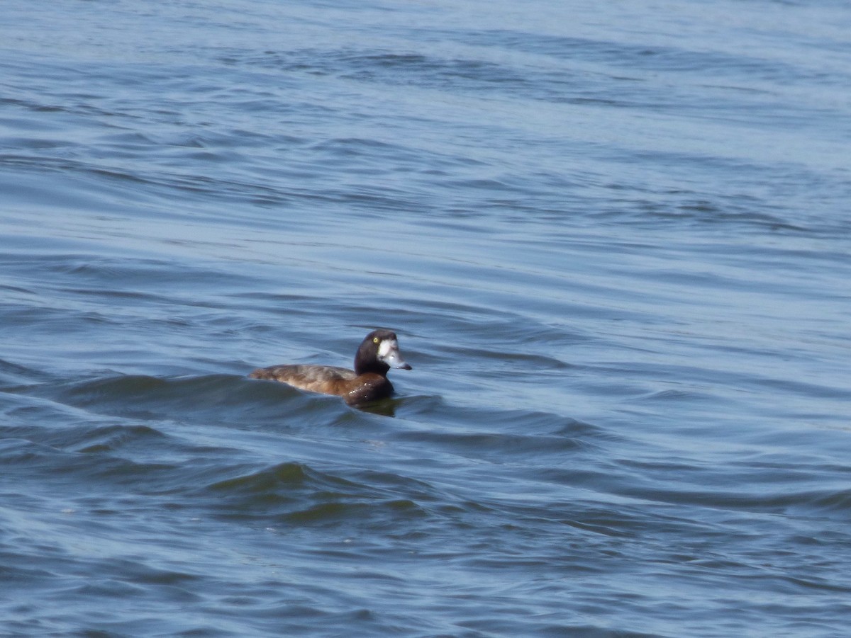 Greater Scaup - ML319247401