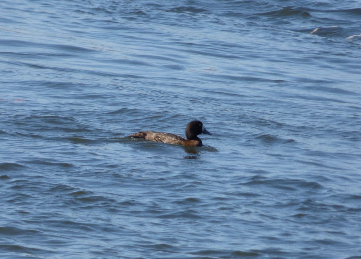 Greater Scaup - ML319247511