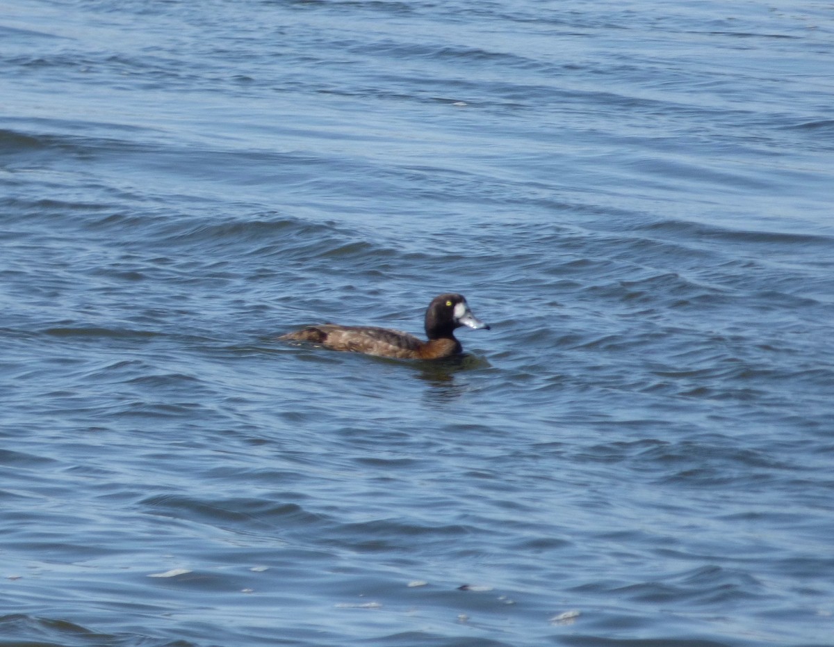 Greater Scaup - ML319247701