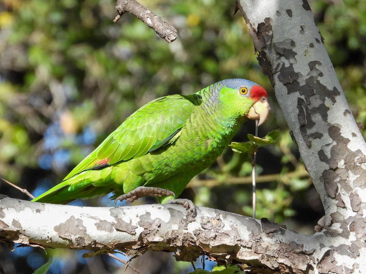 Red-crowned x Lilac-crowned Parrot (hybrid) - James Maley