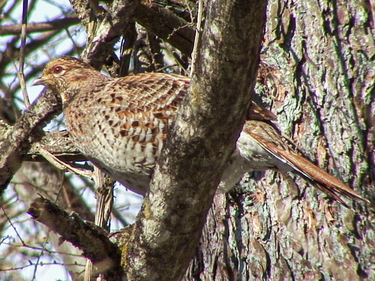 Copper Pheasant - Josep del Hoyo