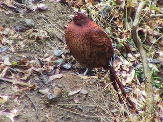ヤマドリ - eBird