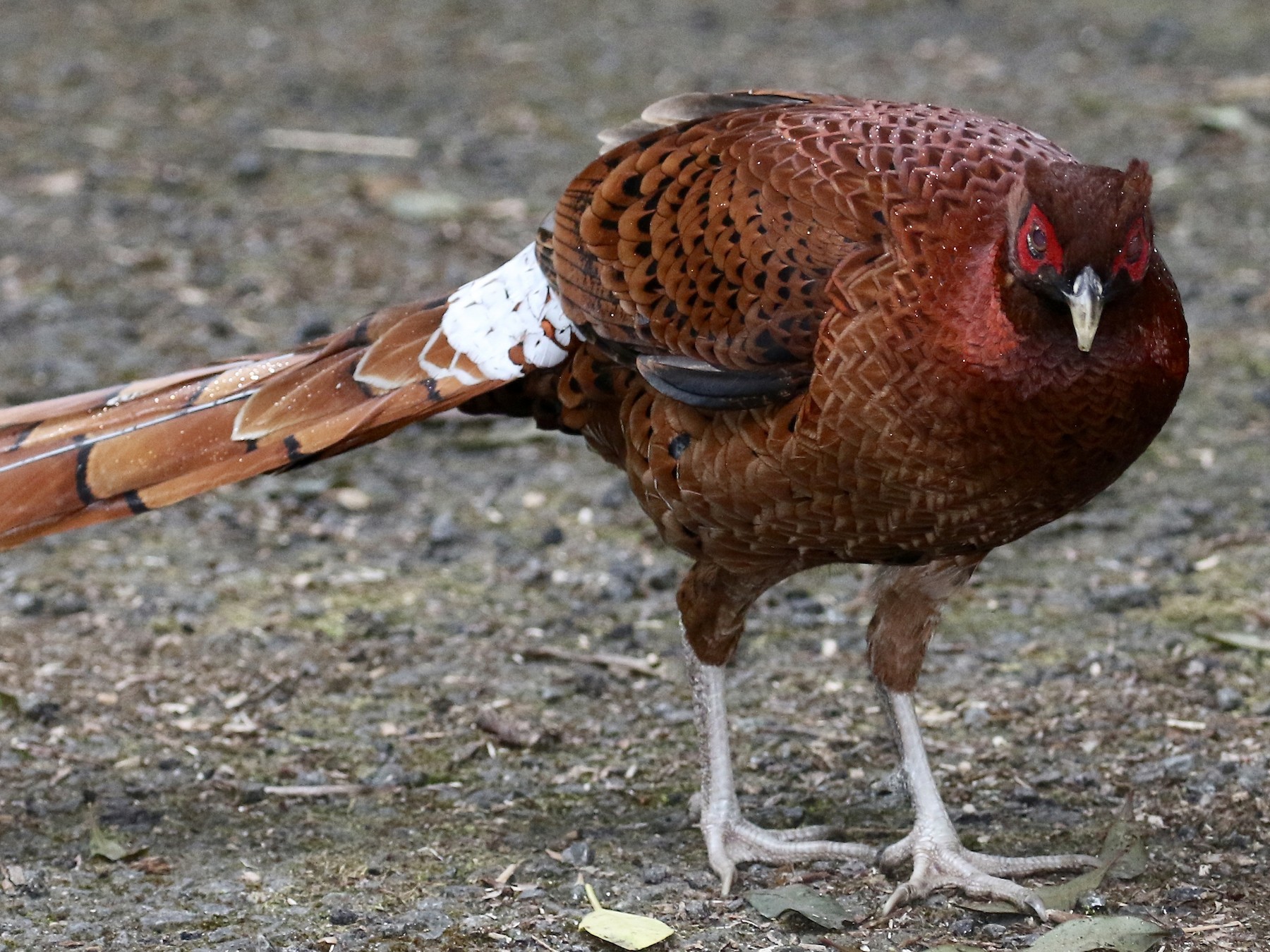 Copper Pheasant eBird