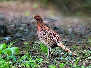 Male - Lars Petersson | My World of Bird Photography - ML319249671