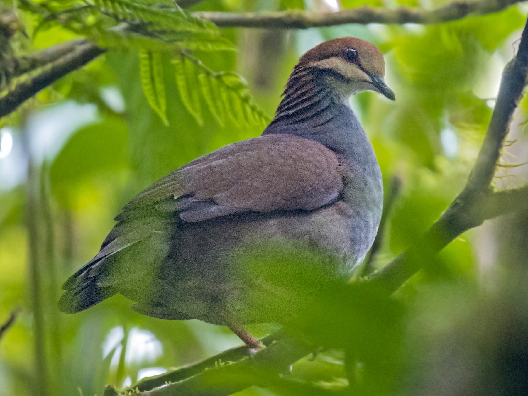 Russet-crowned Quail-Dove - Daniel López-Velasco | Ornis Birding Expeditions