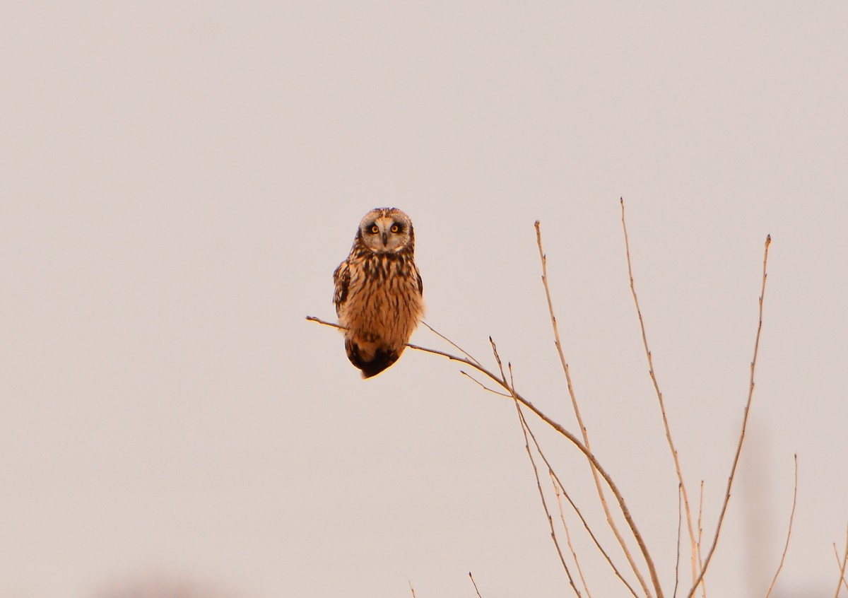 Short-eared Owl - ML319253751