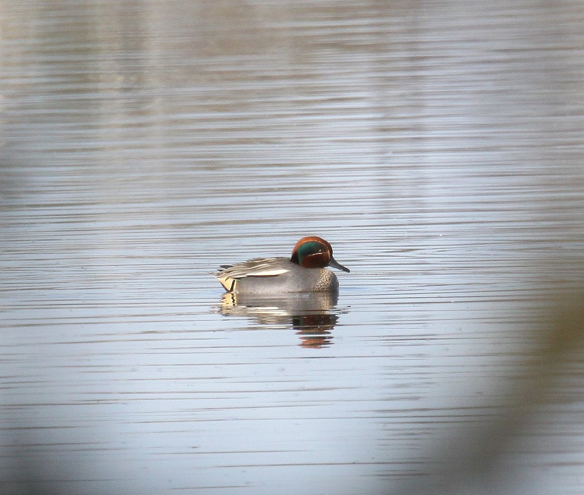 Green-winged Teal - ML319254531